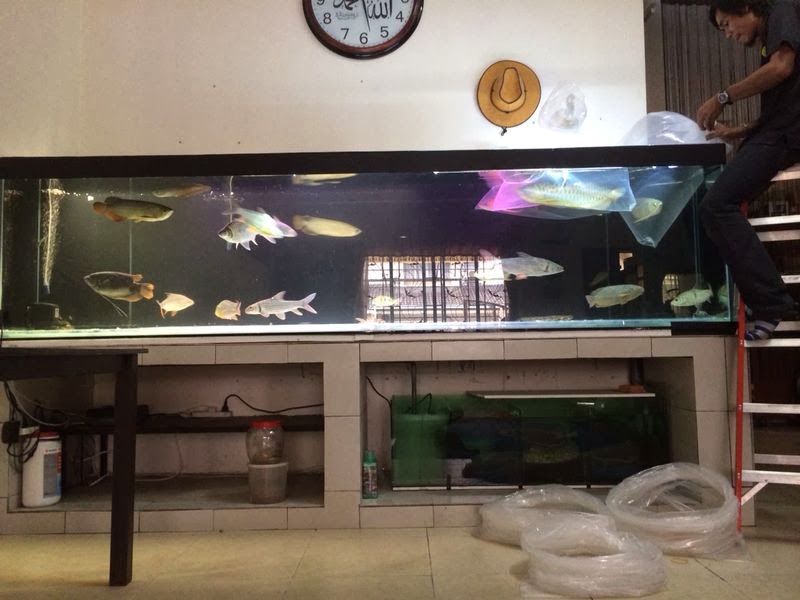 ArowanaLui Proses Penghuni 10ft Aquarium 