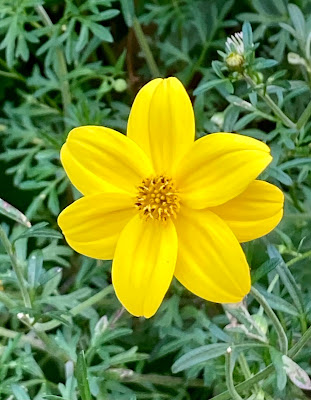 Single yellow bidens flower on a background of green leaves