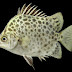 Ikan Ketang-Ketang (Scatophagus argus)