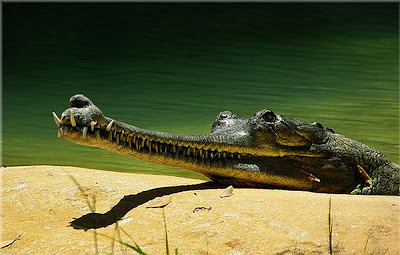 gavial