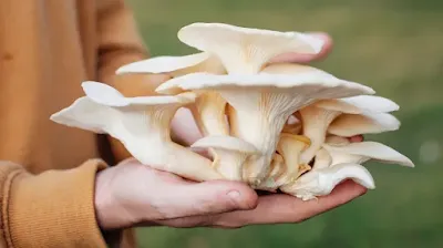 Top Mushroom Company In Thailand