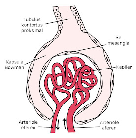 Gambar anatomi glomerulus beserta keterangan