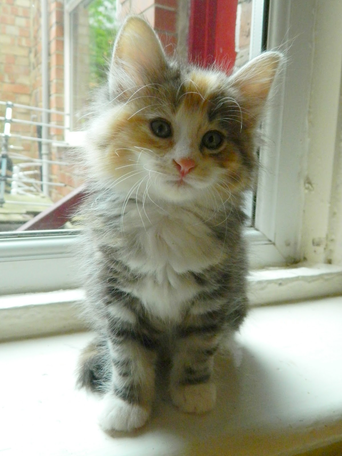 Vaidurya Norwegian Forest Cats: Litter A Vaiduryacats ...