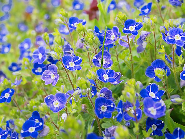 Close up of a clump of speedwell