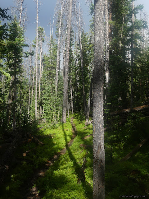 33: sunshine on the trail in beetle killed forest