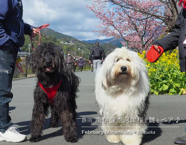 河津桜の遊歩道で出会ったワンちゃん家族