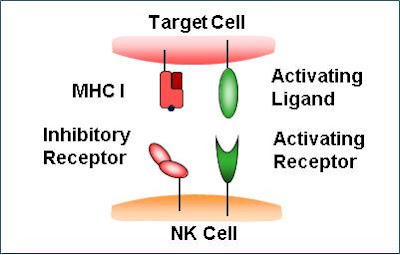  The Molecular Mechanism of Natural Killer Cells