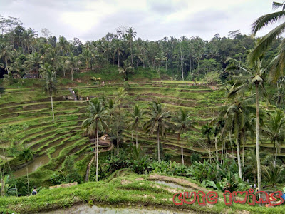 pengalaman traveling ke tegallalang rice terrace bali
