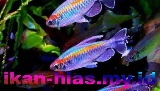 ikan hias pemendar warna emas – congo tetra