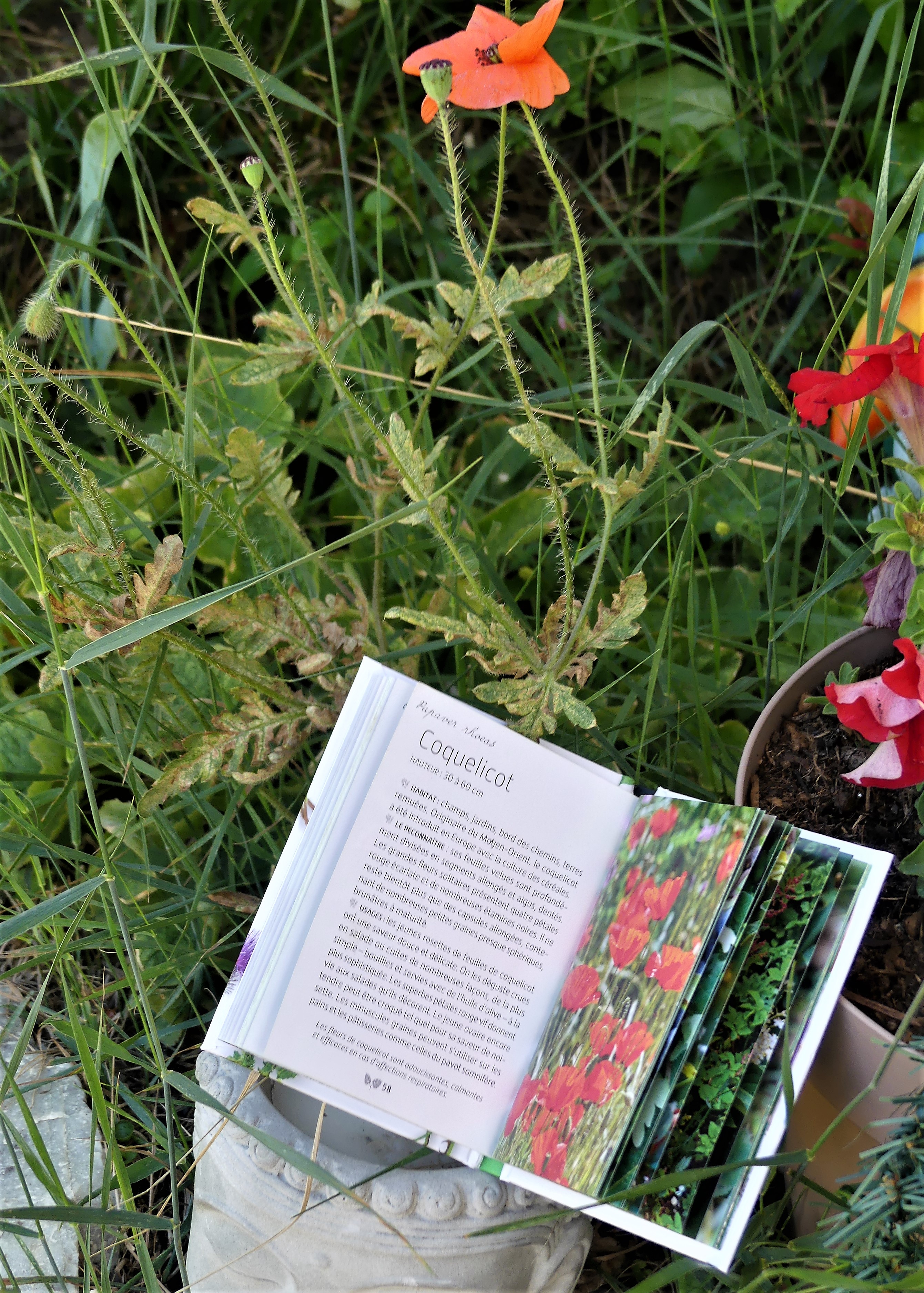 Mini-guide des plantes sauvages comestibles chez Larousse