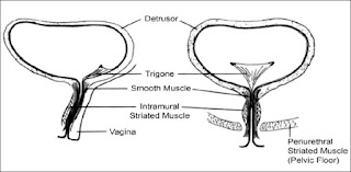 Anatomy female urinary system