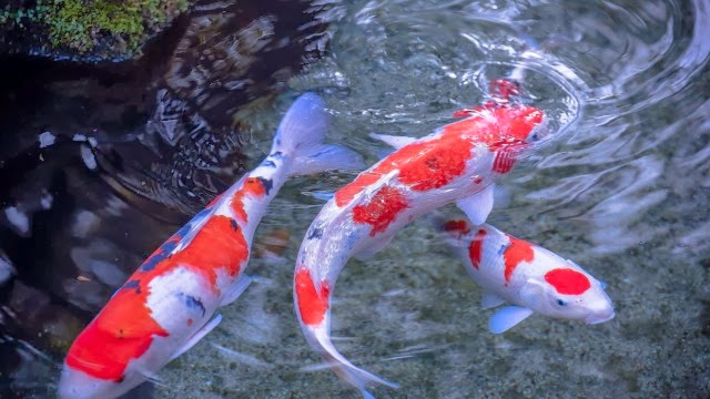 fish share GAMBAR  IKAN  HIAS KOI  11
