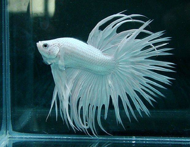 King the Dragon Crowntail Betta YouTube