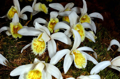 Pleione grandiflora care and culture