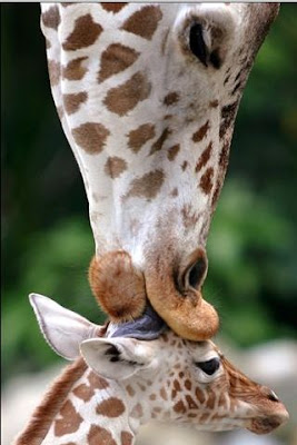 funnu animals cute giraffe photo mother licking young baby giraffe calf