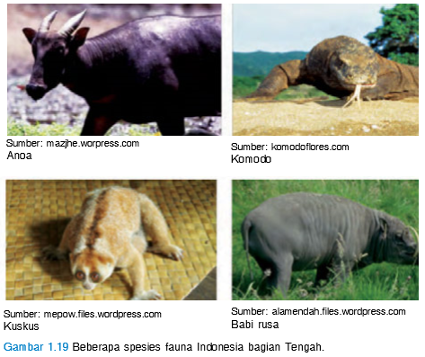Ciri Ciri dan Tipe Fauna Indonesia  Tengah  Atau Tipe 