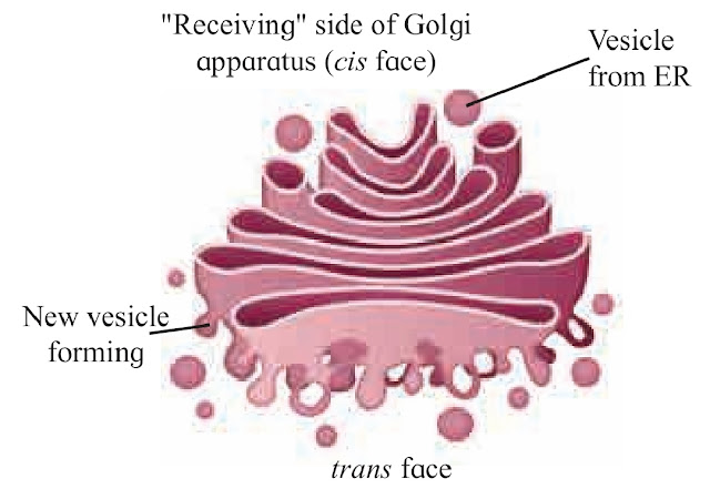 Components of Eukaryotic cell