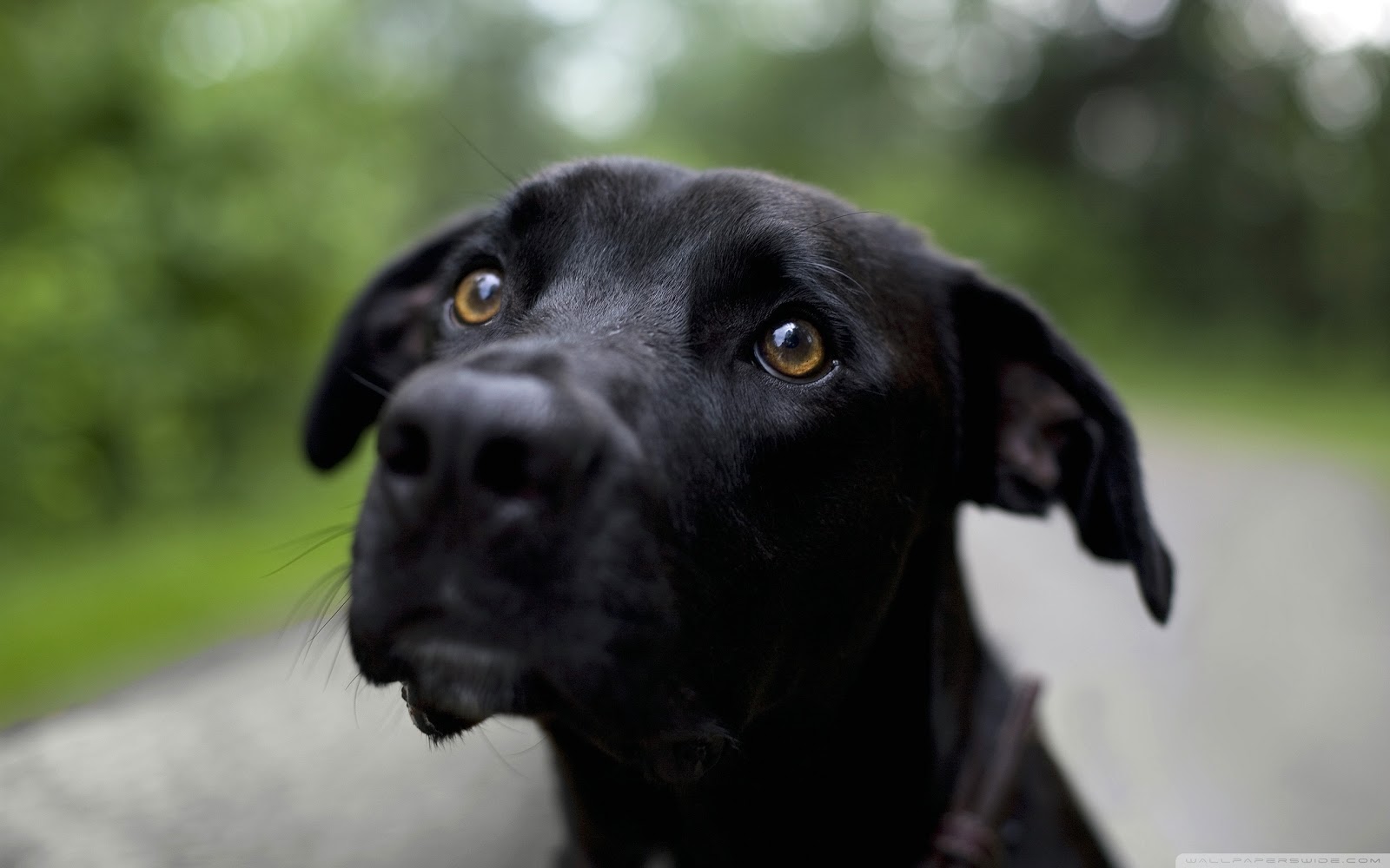 Cute  Dogs  Cute  Black  Labrador retriever