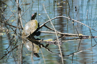 Red-Eared Slider, Post Oak Park