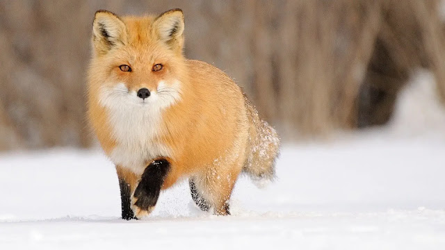 Fox