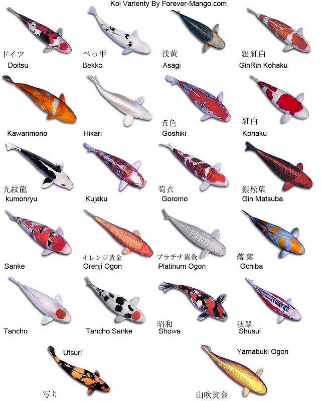 Various Types of Koi Fish and Their Color Pattern | Exotic Tropical