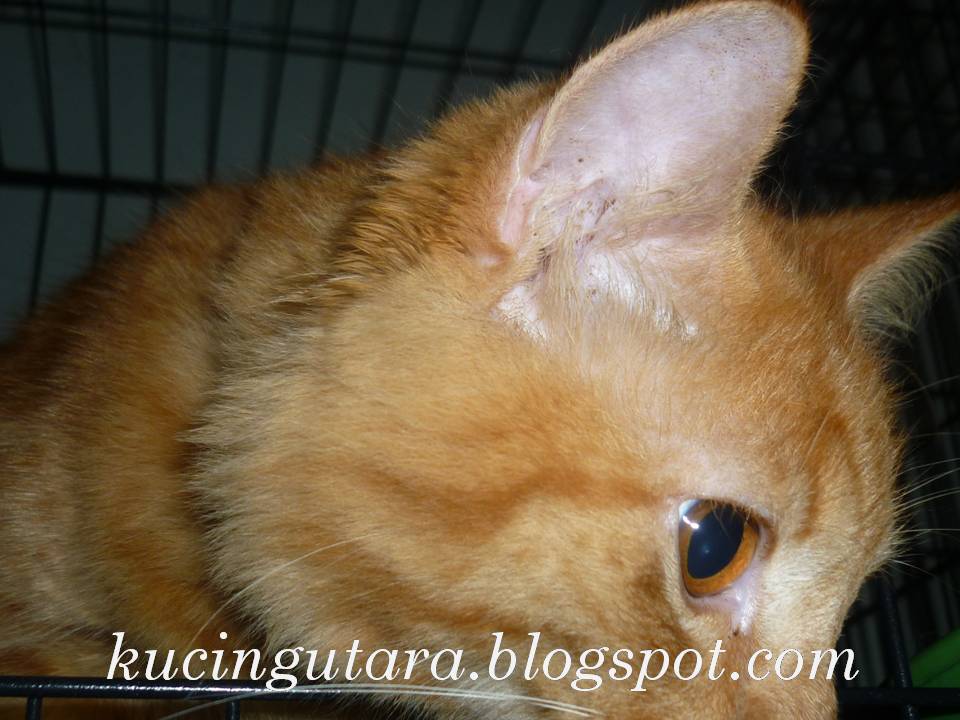 Kucing Utara: Ubat Telinga Kucing