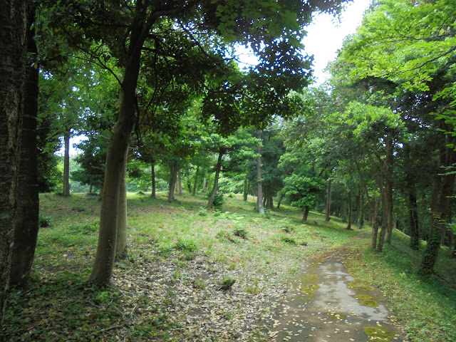 弥生の森の遊歩道