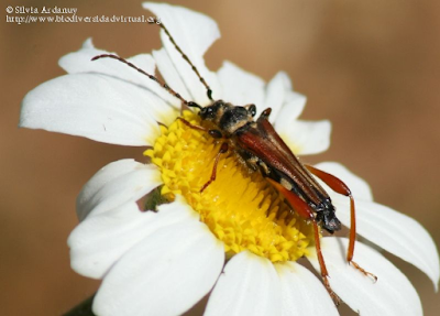 http://www.biodiversidadvirtual.org/insectarium/Stenopterus-rufus-img700873.html