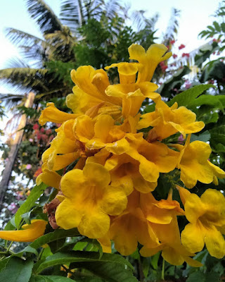 Bell Yellow Flowers