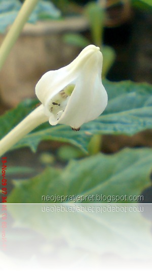 isotoma longiflora 15