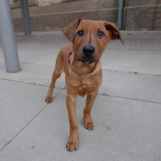 Doberman Pinscher Pitbull Mix