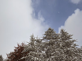 snowy trees and sky