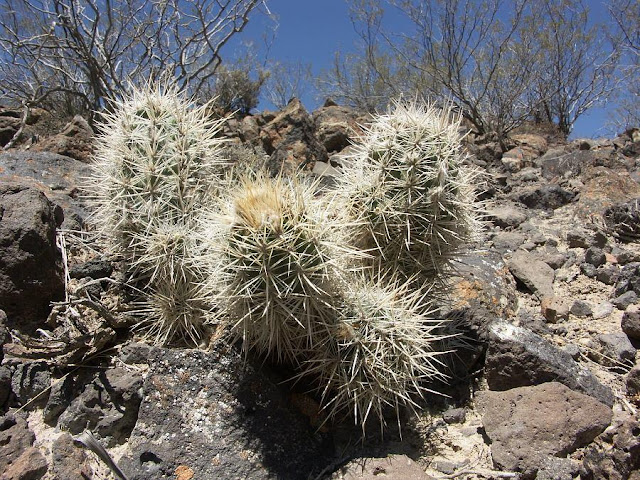 xuong-rong-austrocactus-patagonicus