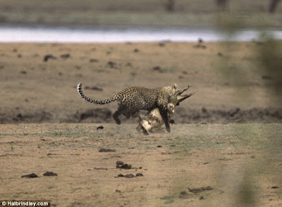 [Image: Leopard_Croc_Fight_03.jpg]