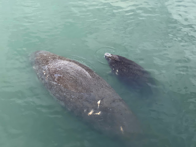 mama and baby manatee