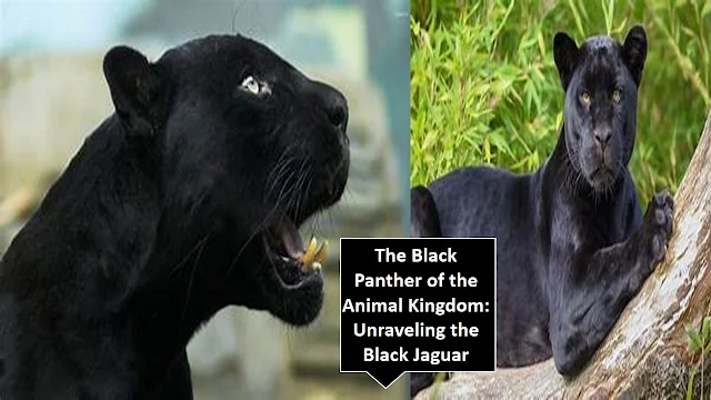 The Black Panther of the Animal Kingdom: Unraveling the Black Jaguar