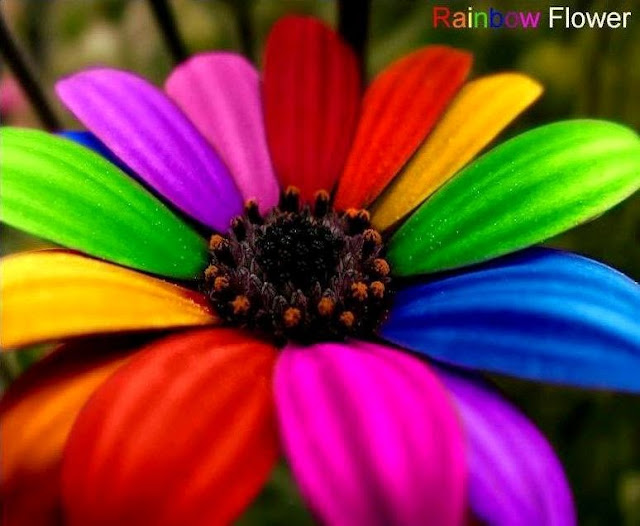 Beautiful Rainbow Flowers Wallpapers Free Download