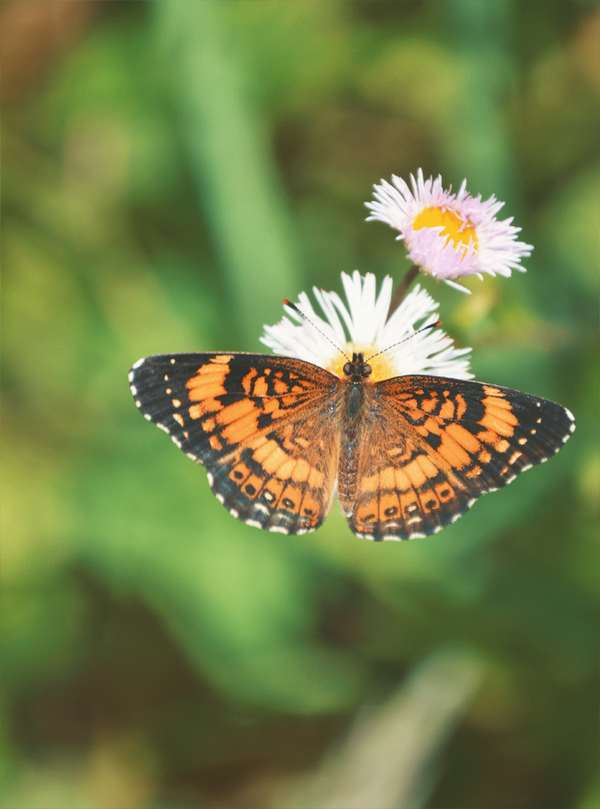 The Flying Clubhouse: Moonbeams - pearl crescent butterfly