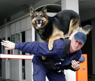 balancing clever police dog