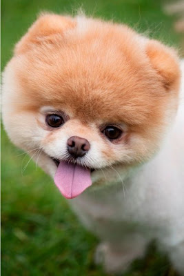 Meet Boo the Cutest Pomeranian Dog Seen On www.coolpicturegallery.us