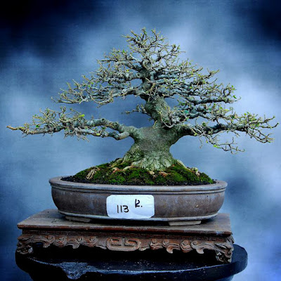 Gambar Bonsai Phusu Bulu