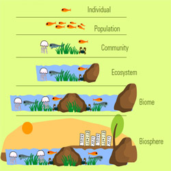 Satuan Kehidupan dalam Komponen Biotik Penyusun Ekosistem