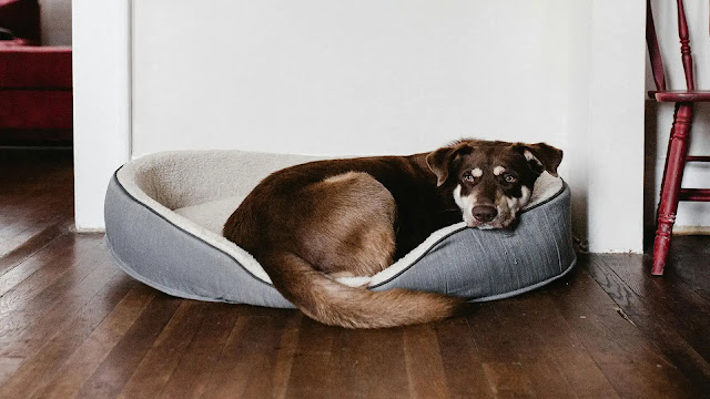 Dog on Bed