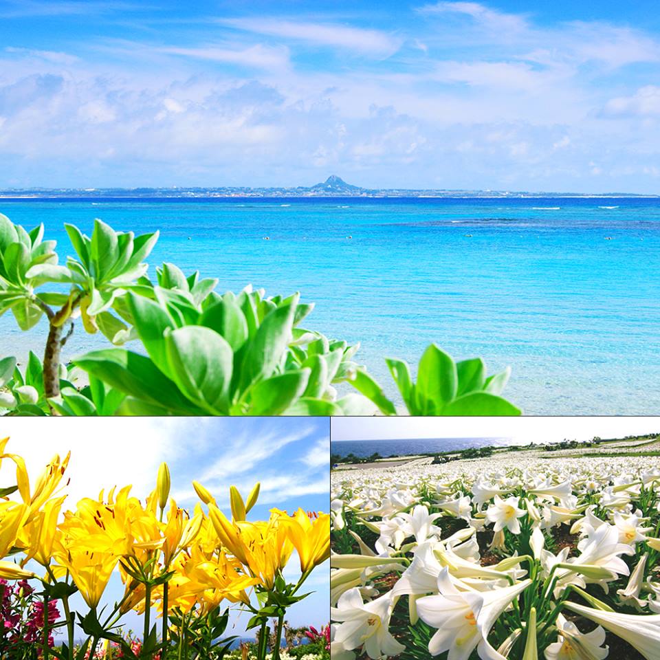 沖繩縣的植物公園 Lily Field公園 於4月23日 5月5日舉行 第21屆伊江島百合祭 如同蔚藍寶石般美麗的沖繩海岸旁 約有100萬朵的百合花綻放的景色 林公子遊誌