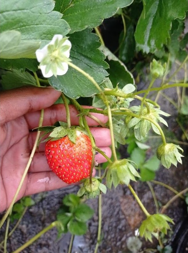 Strawberry Soelhyang Sumatra Utara