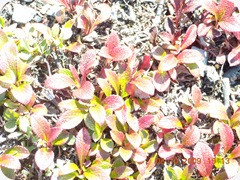 DSCN8811