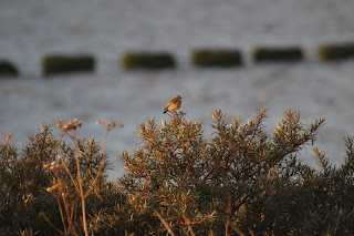 Whinchat