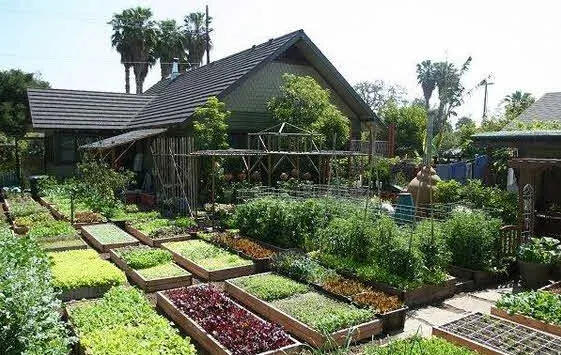 kebun rumah sayur