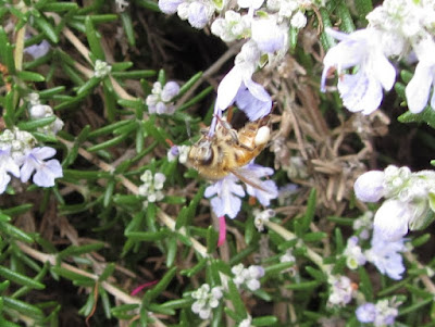 bee, bee cozy, beekeeping, climate, foraging, mahonia, rosemary, split, swarm control, 