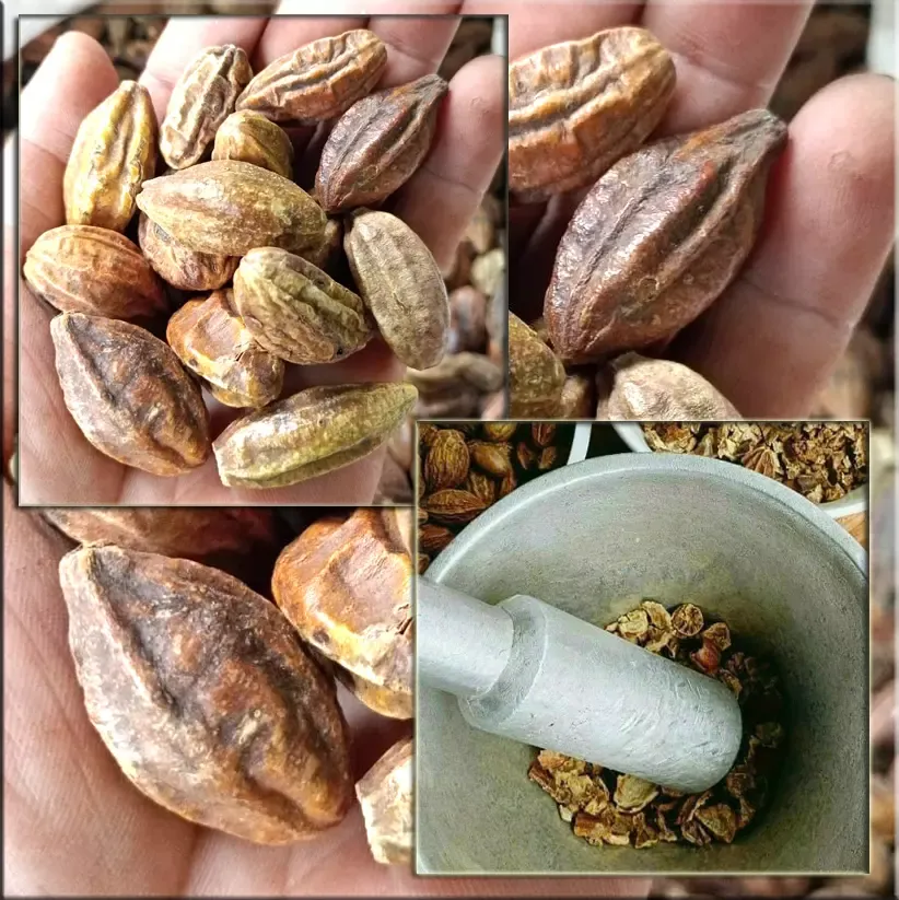 Kha tử ngâm mật ong rừng